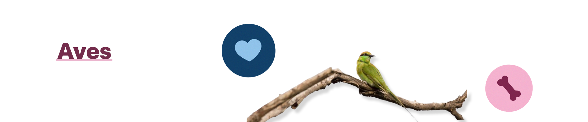Banner categorias - aves