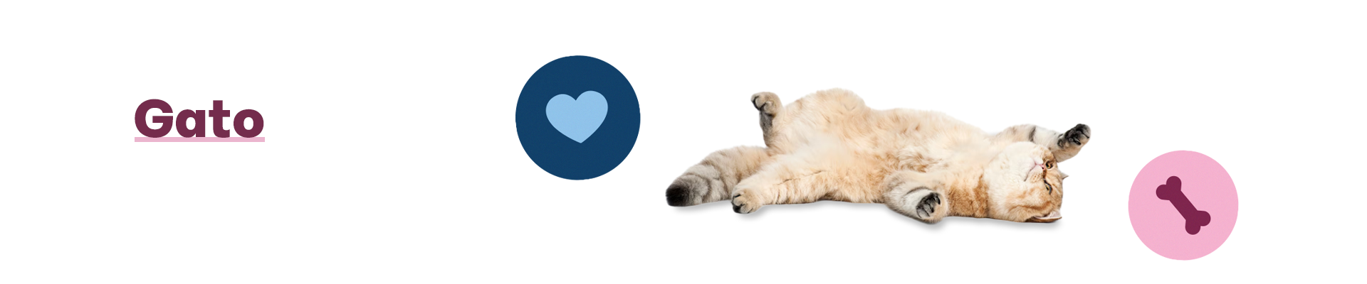 categoria - gatos